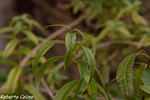 hierba luisa, Aloysia citrodora, flora auxiliar, areitz soroa, agricultura ecológica