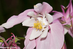 aquilegia, flora auxiliar, areitz soroa, agricultura ecológica