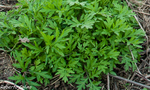 Ajenjo (Artemisia verlotiorum), flora auxiliar, areitz soroa,