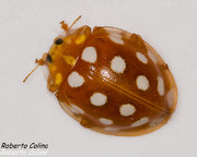 Halyzia sedecimguttata, insecting