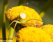Araniella cucurbitina, insecting