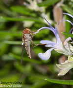 Sírfido Episyrphus balteatus, insecting