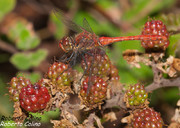 Sympetrum, insecting
