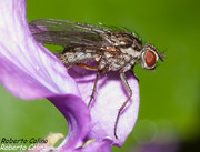 mosca, insecting