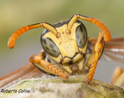 Polistes dominulus, insecting