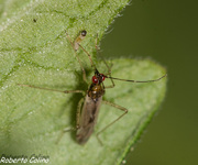 Dicyphus epilobii, insecting