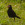 aves de Galdames, Mirlo común , Turdus merula,  birding, birdwatching