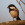 aves de Galdames, Carbonero palustr, Parus ater,  birding, birdwatching