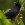 aves de Galdames, Corneja negra, Corvus corone,  birding, birdwatching