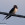 aves de Galdames, Golondrina común, Hirundo rustica,  birding, birdwatching