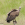 aves de Galdames, Buitre leonado, Gyps fulvus,  birding, birdwatching