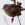aves de Galdames, Curruca capirotada hembra, Sylvia atricapilla, birding, birdwatching
