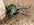carábido, escarabajo, insecting, areitz soroa