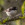 Ficedula hypoleuca, papamoscas cerrojillo, aves, birds, birding, birdwatching, pied flycatcher