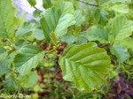 Aliso (Alnus glutinosa)